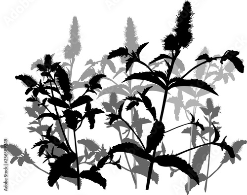peppermint plant black and grey silhouettes on white
