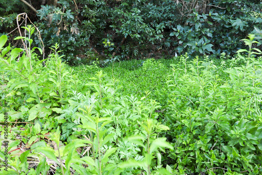 森の手前の草むら Stock 写真 Adobe Stock