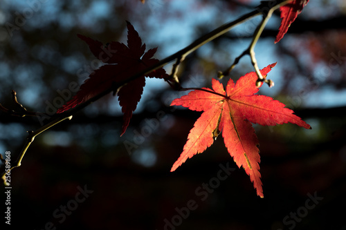 leaves color change Japan autumn season