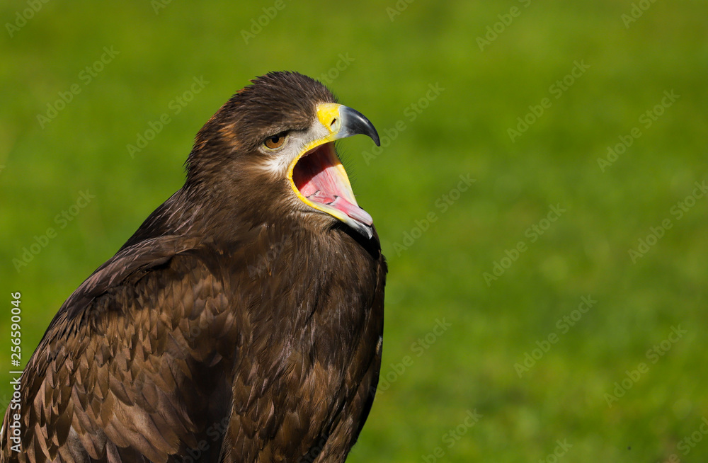 Obraz premium Steppe Eagle (aquil nipalensis)