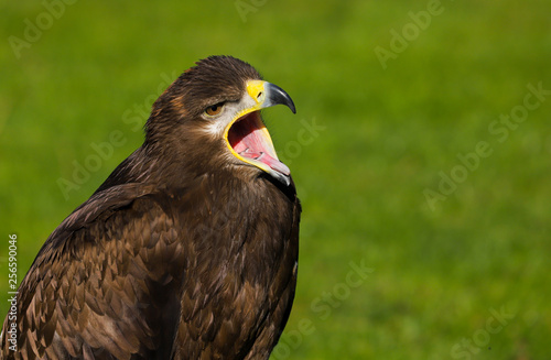 Steppe Eagle (aquil nipalensis) photo