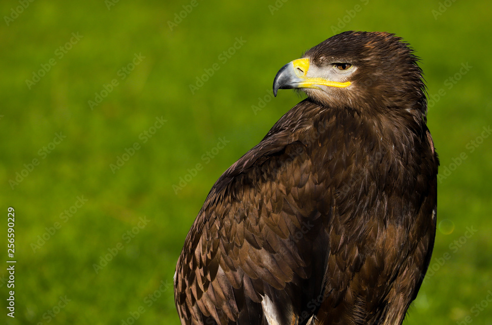 Steppe Eagle (aquil nipalensis) Steppe Eagle (aquil nipalensis)