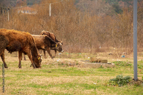 animals grazing in open field