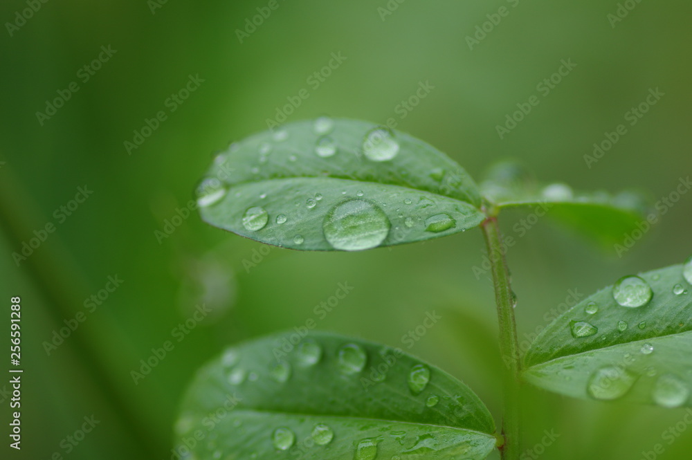 Fototapeta premium 雨降り