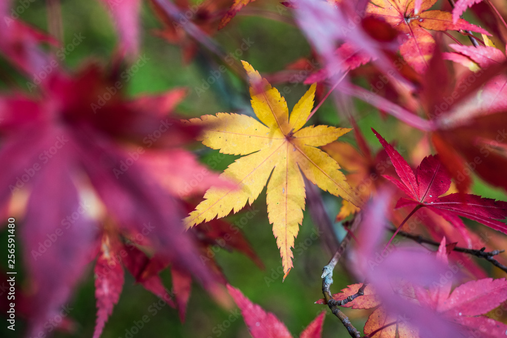 leaves color change Japan autumn season leaves color change Japan autumn season