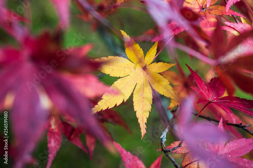 leaves color change Japan autumn season