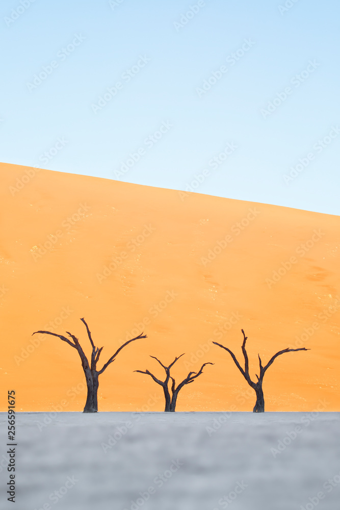 Trees in Deadvlei, Sossusvlei, Namibia.