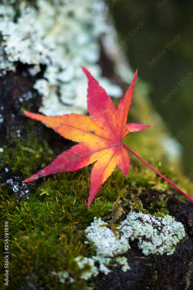 maple leaf on green background Japan autumn season maple leaf on green background Japan autumn season