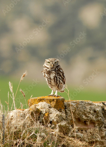 Mochuelo común vigila en el campo