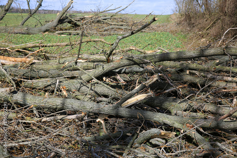 Fallen trees after a big storm and strong wind. Fallen trees after a big storm and strong wind.