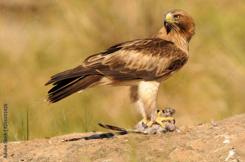 Fototapeta premium Aguila calzada con una presa sobre la roca