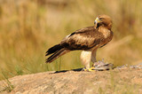 Aguila calzada con una presa sobre la roca