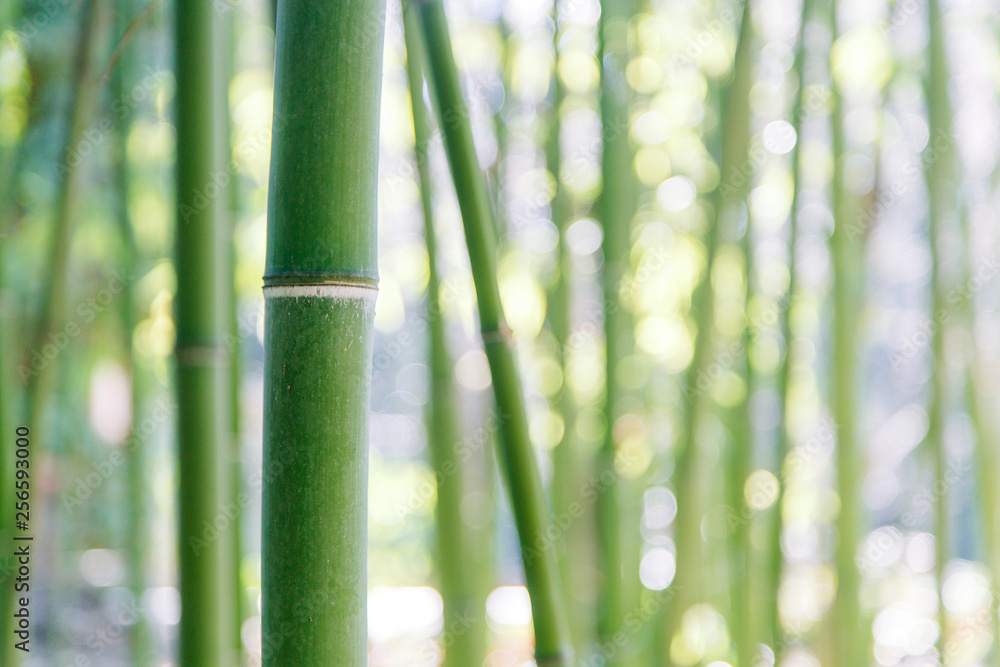 The texture of the foliage and green background for design. Sunlight and glare on the leaves. The texture of the foliage and green background for design. Sunlight and glare on the leaves.