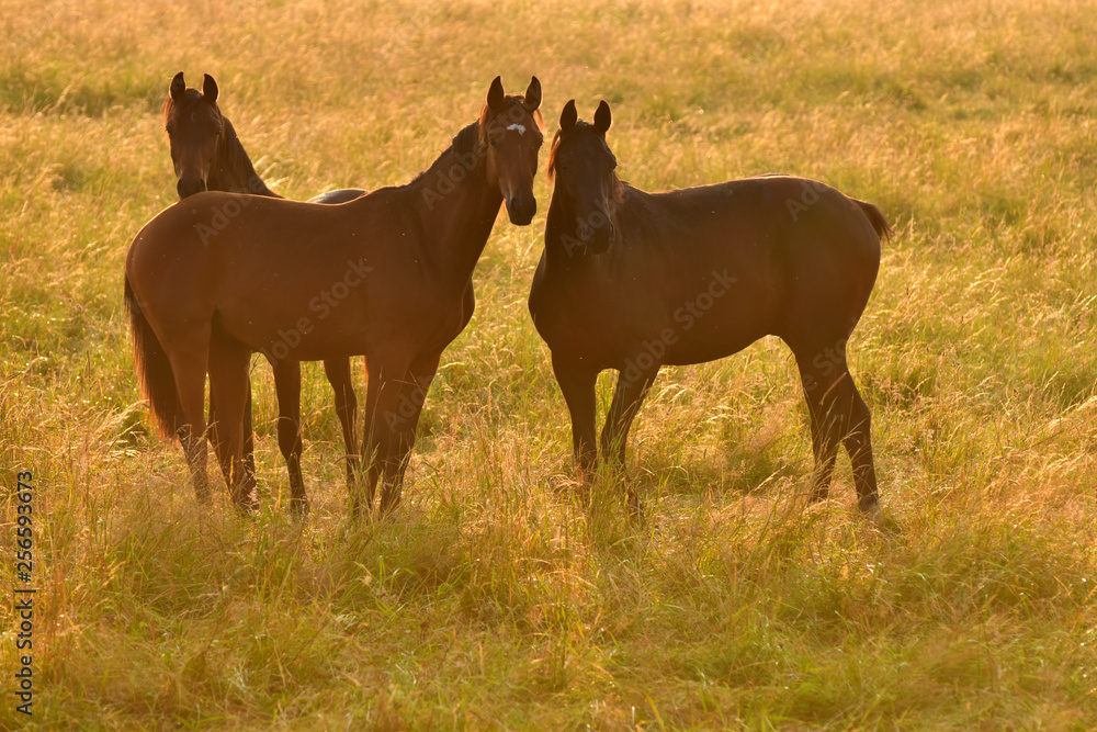 Fototapeta premium Jungpferde auf der Weide