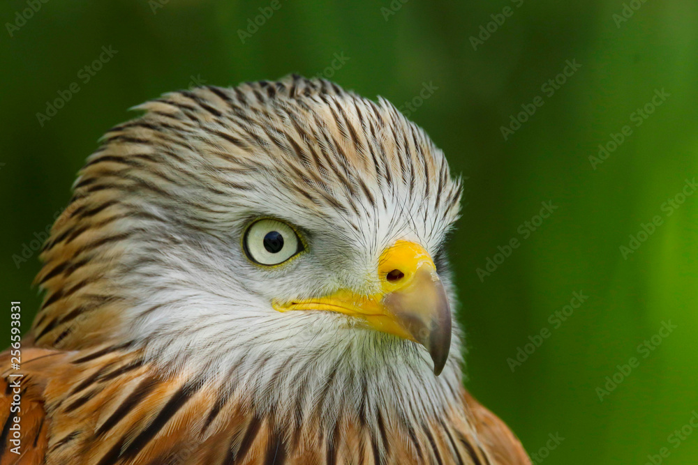 Red Kite (milvus milvus) close up portrait Red Kite (milvus milvus) close up portrait