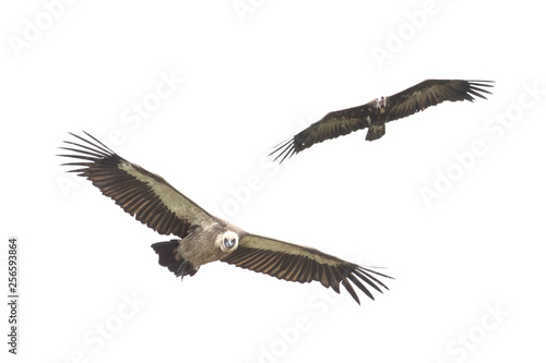Vultures flying