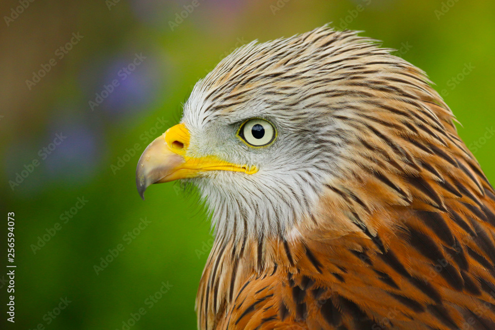 Fototapeta premium Red Kite (milvus milvus) close up portrait