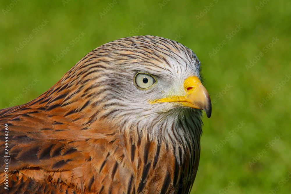 Red Kite (milvus milvus) close up portrait Red Kite (milvus milvus) close up portrait