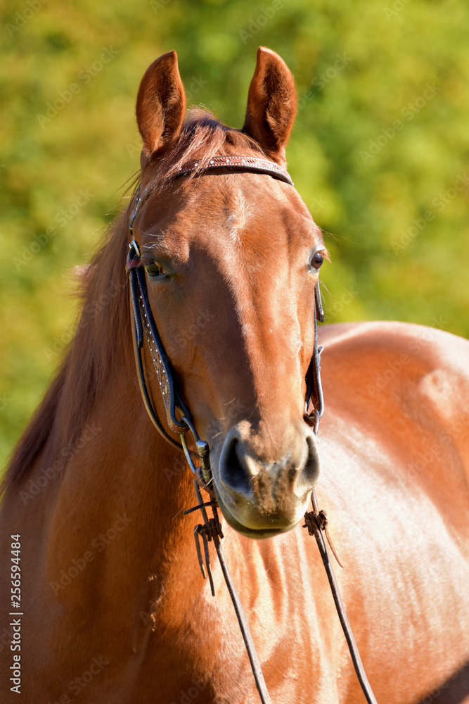 Obraz premium American Quarter Horse Stute