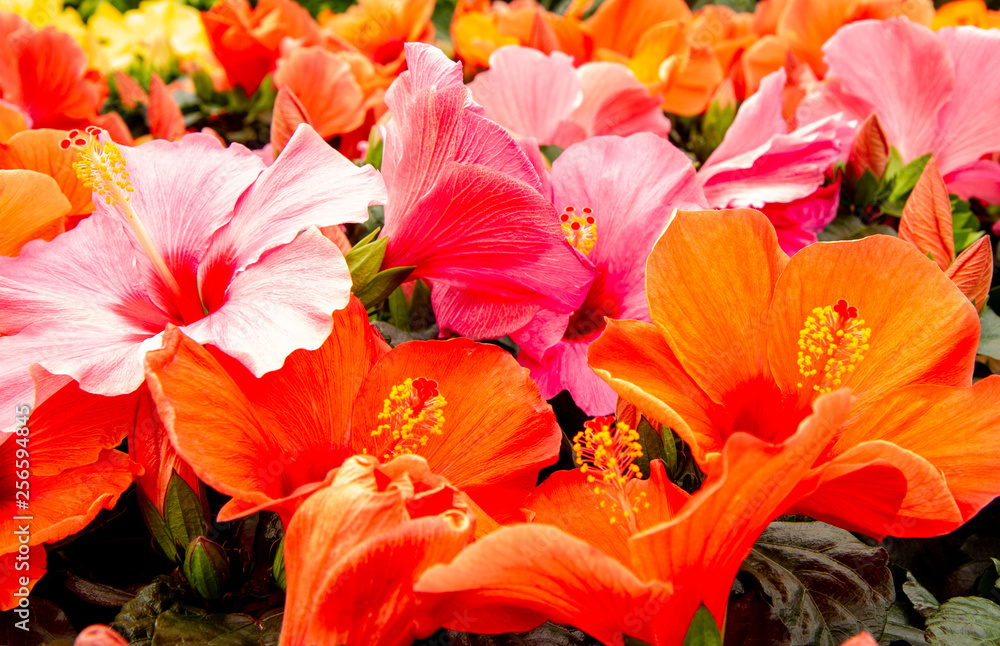 red and pink flowers in rows