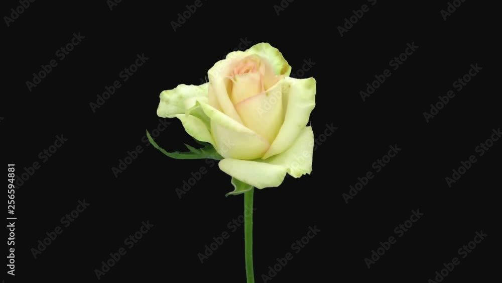 Time-lapse of dying white pink rose 1c3 in RGB + ALPHA matte format isolated on black background Time-lapse of dying white pink rose 1c3 in RGB + ALPHA matte format isolated on black background