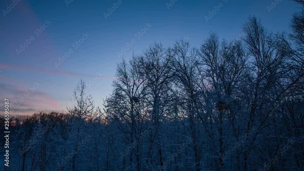 Timelapse - Forest in Winter Evening - 4K Timelapse - Forest in Winter Evening - 4K