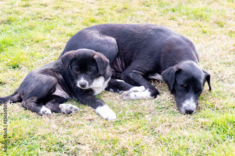 Mother and little puppy on grass. stray dog Mother and little puppy on grass. stray dog