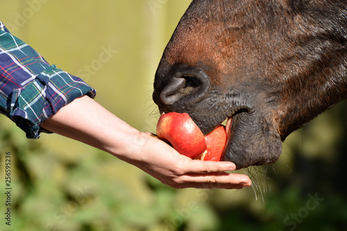 Pferd frisst Apfel