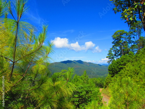 Bosque en la Sierra Sur de Oaxaca