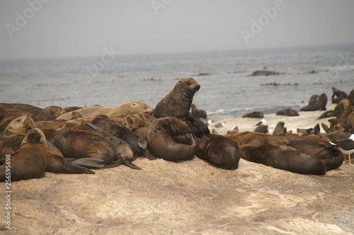 Nap of seals
