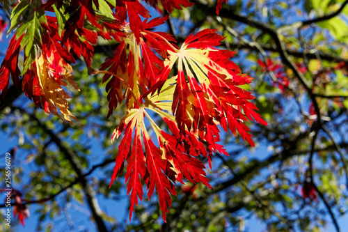 Red and Yellow Leaves
