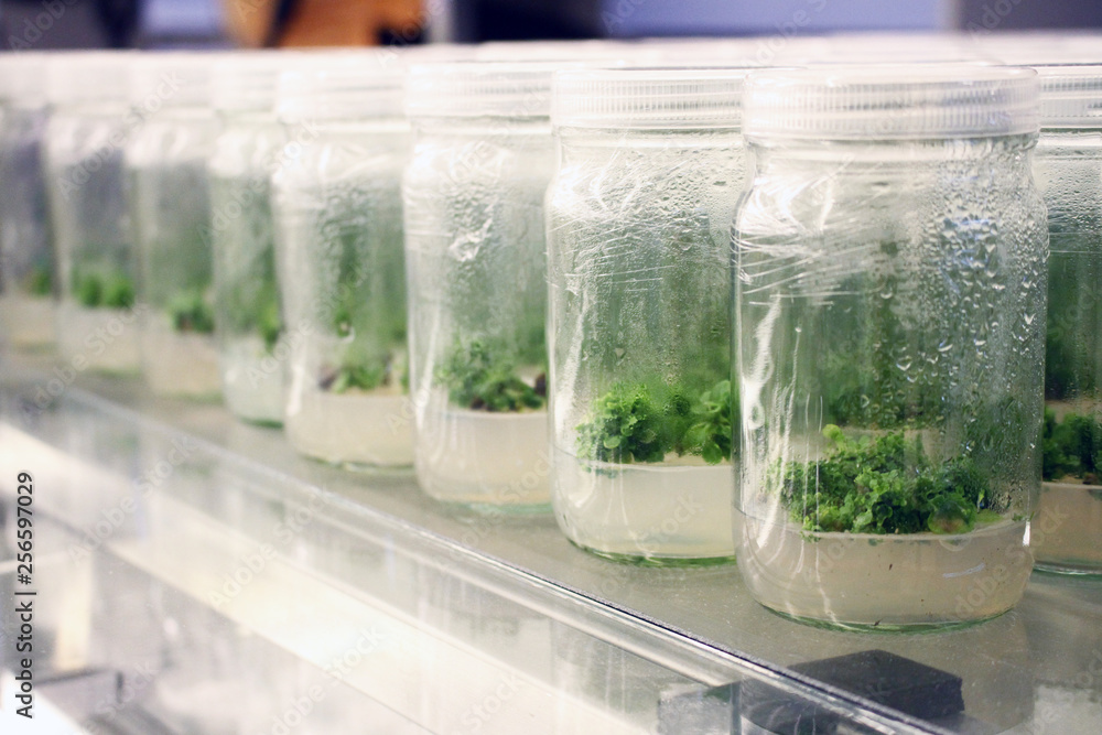Plant tissue culture experiment in biology laboratory. Research and