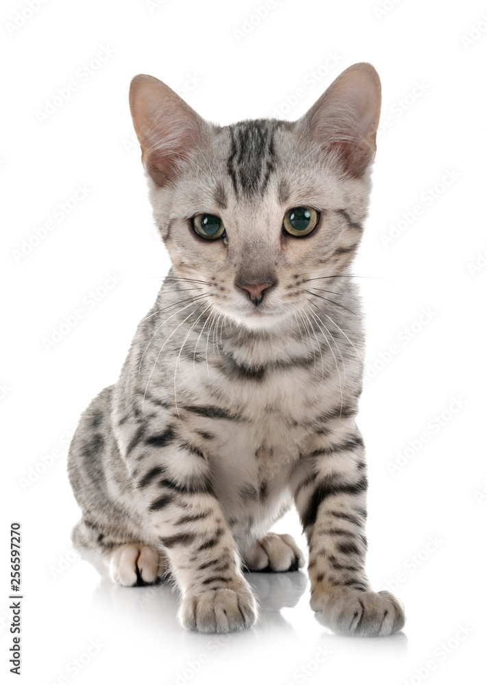 Fototapeta premium bengalski kociak w studio