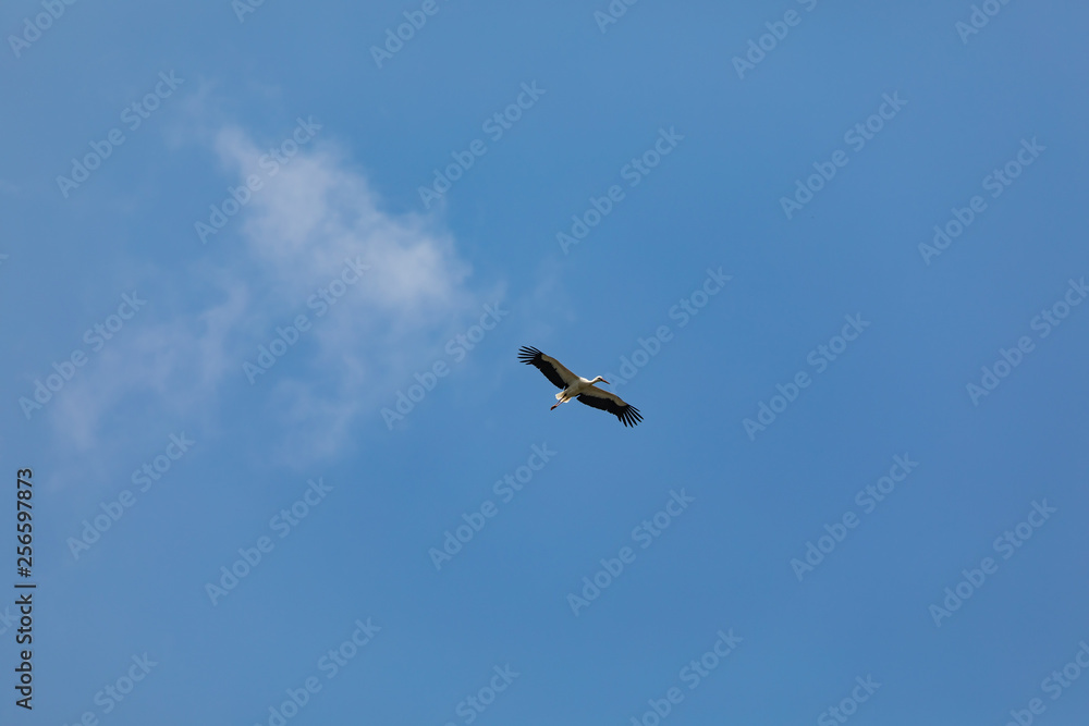 Europäischer Weissstorch der hoch am Himmel fliegt