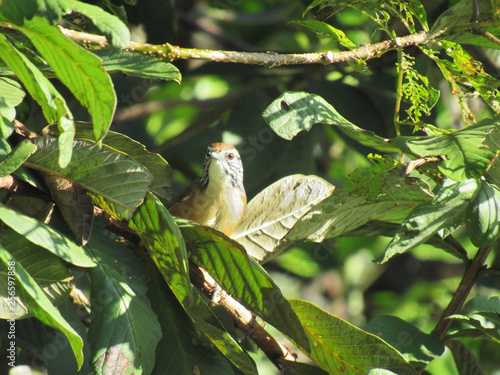 Pequeña Ave de la Fauna Silvestre photo