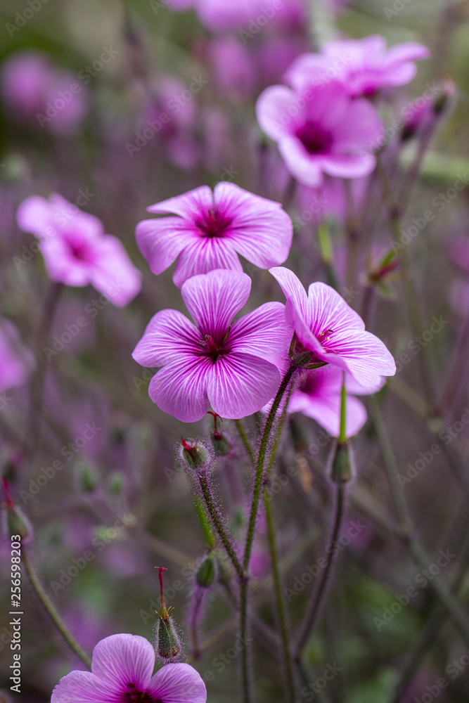 Matthiola maderensis is a flowering plant species of stock in the Brassicaceae family, native and endemic to the Madeira Islands Matthiola maderensis is a flowering plant species of stock in the Brassicaceae family, native and endemic to the Madeira Islands