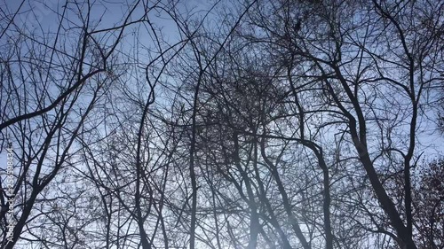 Walking on a forest road, early spring season photo