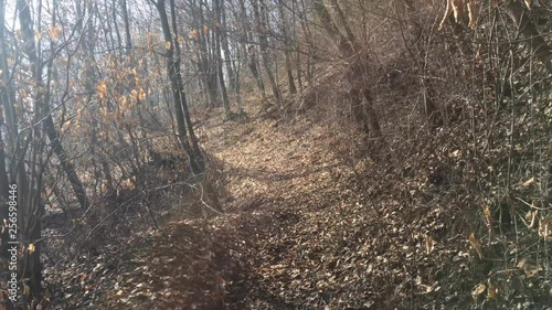 Walking on a forest road, early spring season photo