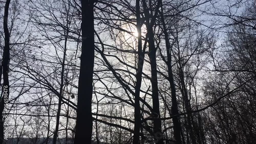 Walking on a forest road, early spring season photo