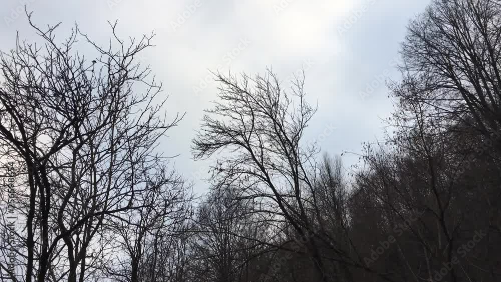 Walking on a forest road, early spring season Walking on a forest road, early spring season