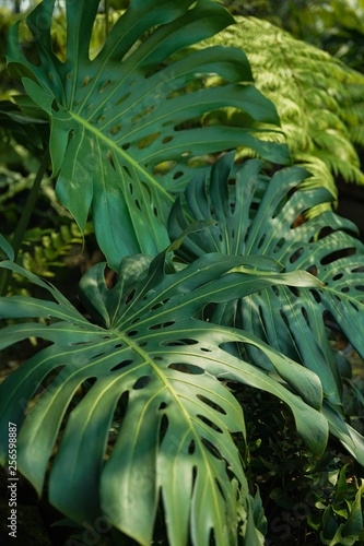 fern leaves pattern 
