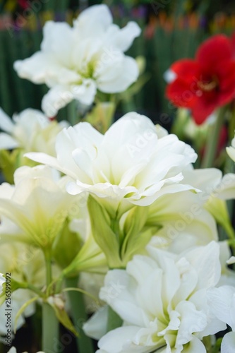 White Amaryllis flowers blooming 