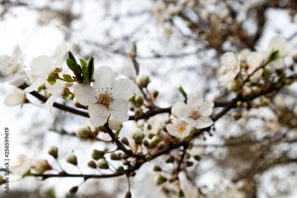 Branch of a blossoming tree with beautiful white flowers Branch of a blossoming tree with beautiful white flowers