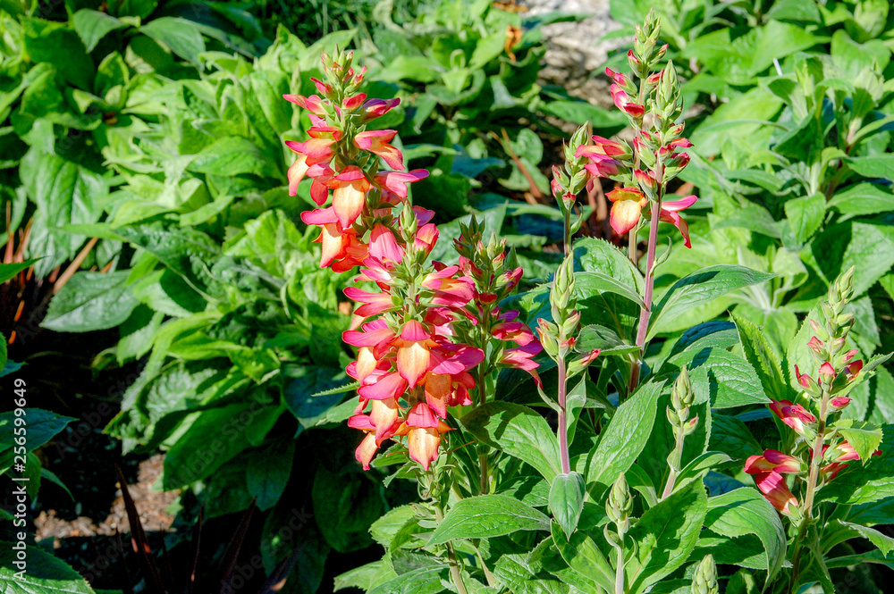 Closeup to blossom flowers with colorful of colour Closeup to blossom flowers with colorful of colour