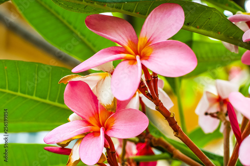 Plumeria Flower with beautiful blossom and pink colour.