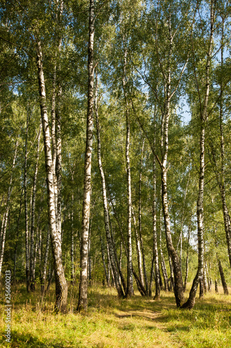 Spring birch forest background