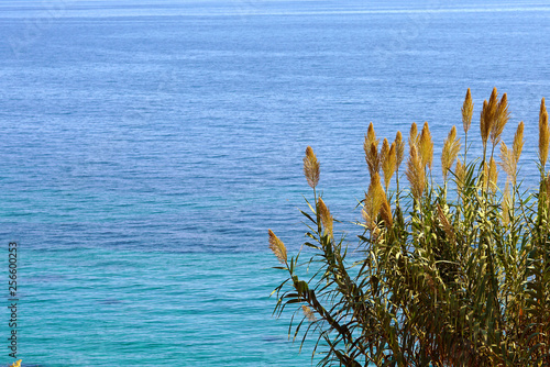 reeds with turquoise sea of ​​Corfu in Greece as a background