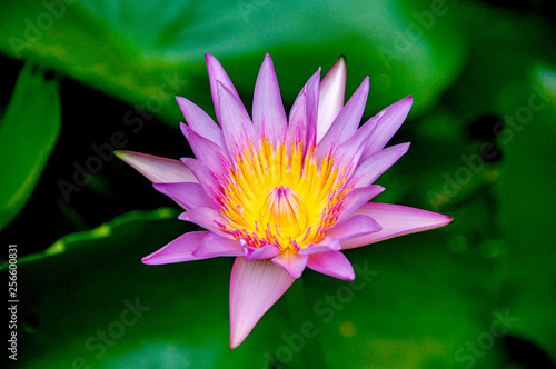 Water Lily or Asia Lotus Flower with pink and white yellow colour blooming over water.