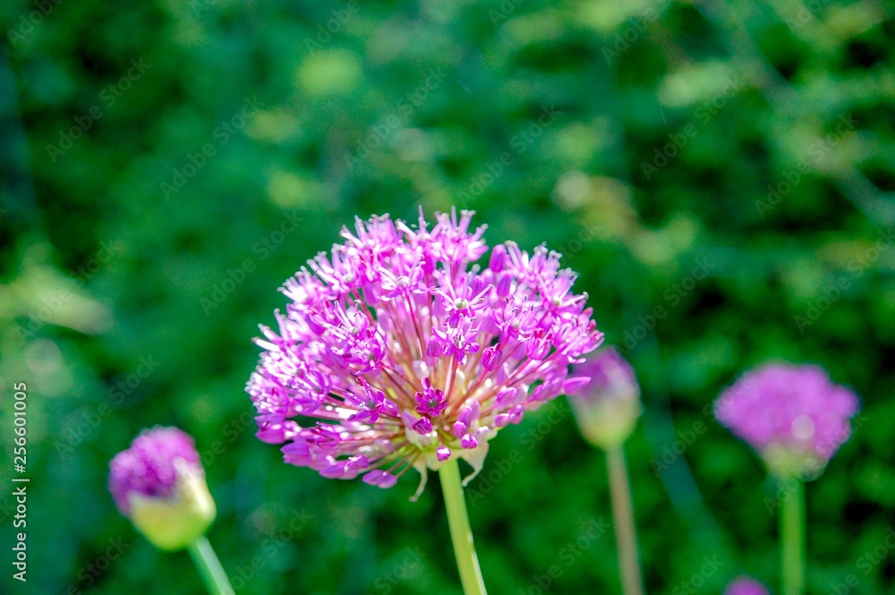 Flower name Allium prattii with pink colour, blooming full and look like a ball Flower name Allium prattii with pink colour, blooming full and look like a ball