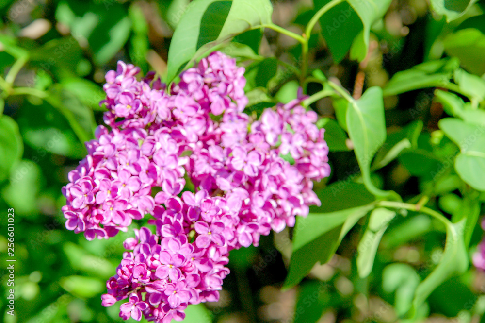 Closeup to blossom flowers with colorful of colour Closeup to blossom flowers with colorful of colour